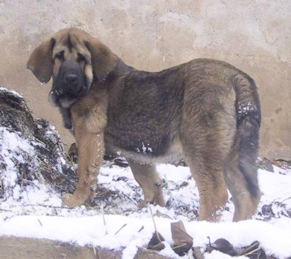 Hazelfa Tornado Erben - 3 months
Druso de la Aljabara x Ch.Cassandra Tornado Erben  

Keywords: tornado puppy cachorro