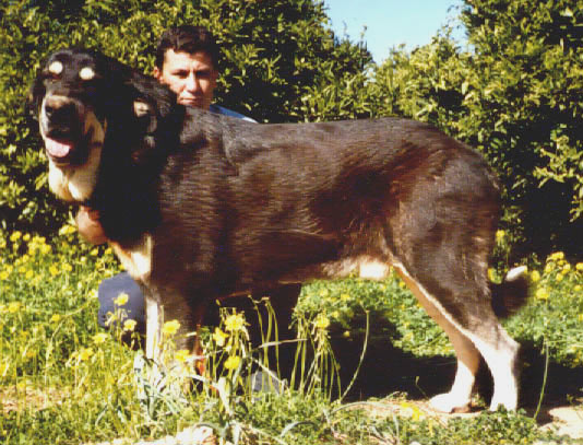 Hechizo de Jusiante
(Ch. Florencio de Trashumancia x Cosquilla de Jusiante)  

Trefwoorden: jusiante