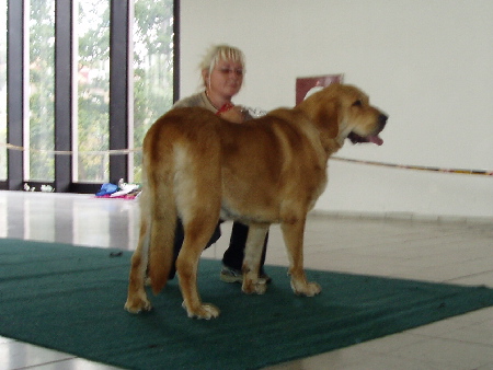 Heidy Tornado Erben: Exc.1, CAC, National Winner - Open Class Females, National show, Brno 09.09.2007
(Druso de la Aljabara x Cassandra Tornado Erben)
Keywords: 2007 tornado