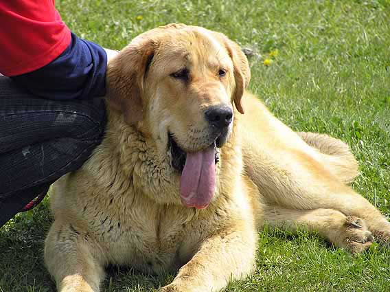 Heidy Tornado Erben - Puppy Class Females: Promising - Club Show of KMDPP Hlucin - 06.05.2006
Keywords: 2006 tornado