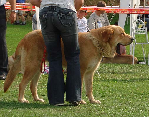 Heidy Tornado Erben, Exc.1, CAJC - Young Class Females - Club Show Moloss Club, Kromeriz, Czech Rep. 30.09.06
(Druso de la Aljabara x Cassandra Tornado Erben) - Owner: Lenka Rybarikova


Keywords: 2006 tornado