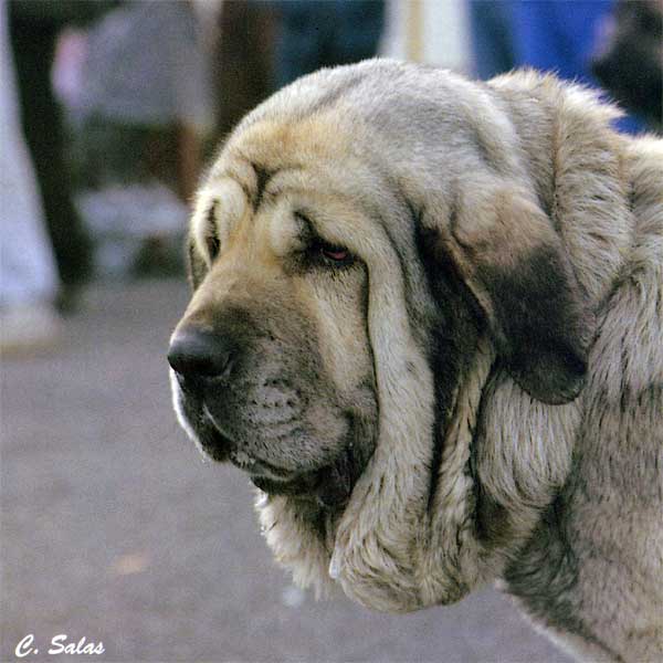 Female with the skin of the head forming marked wrinkles excessively
Hembra con la piel de la cabeza formando arrugas excesivamente marcadas,
en el límite de la hipertipicidad. 

La Revista del Perro 1993 - © Copyright - Carlos Salas, Spain 
 

