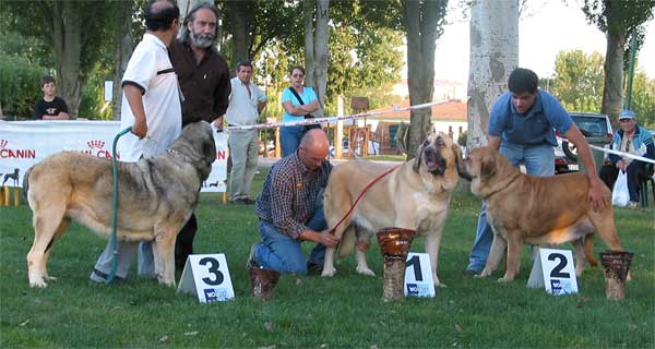 3. Mariona de Fuente Mimbre , 1. Milena de Hazas de Cesto, 2. Tina de Babia - Open Class Females - AEPME Monográfica, Valencia de Don Juan, León, 18.09.2004
Mariona de Fuente Mimbre: (Ch. Ulises de Ablanera x Laia de Trashumancia) Breeder: Mariano Santos, owner: Francisco Torrijos
Milena de Hazas de Cesto: (Emperador de Hazas de Cesto x Dama de Hazas de Cesto) Breeder & owner: José F. Uslé Rugama
Tina de Babia: (Ch. Ulises de Babia x Rubia de las Cañadas) Breeder: Pedro Álvarez, owner: Alfonso Piris  

Keywords: 2004