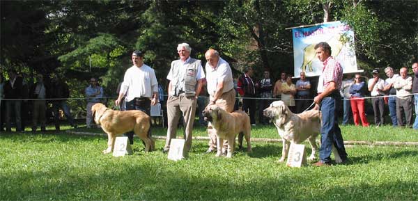 2º: Yonsi de los Altos del Duero, 1º: Olivero V. , 3º: Tarzan de Galisancho - Puppy Class Males, Barrios de Luna, León, 12.09.2004
Keywords: 2004