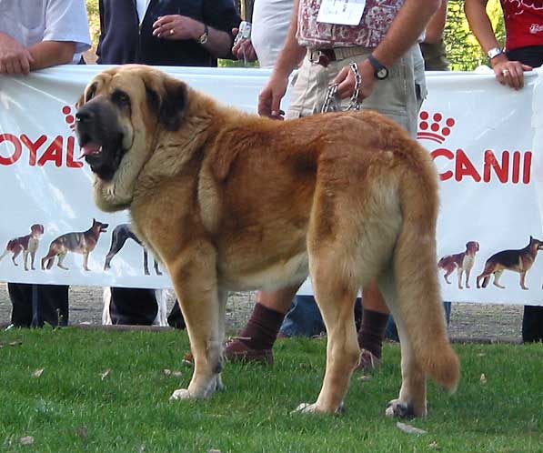 Hércules de Babia - Open Class Males - AEPME Monográfica, Valencia de Don Juan, León, 18.09.2004
(Ch. Ulises de Babia x Luna de Babia)
Breeder: Pedro Álvarez 
Owner: Isaac J. Rodriguez  

Keywords: 2004