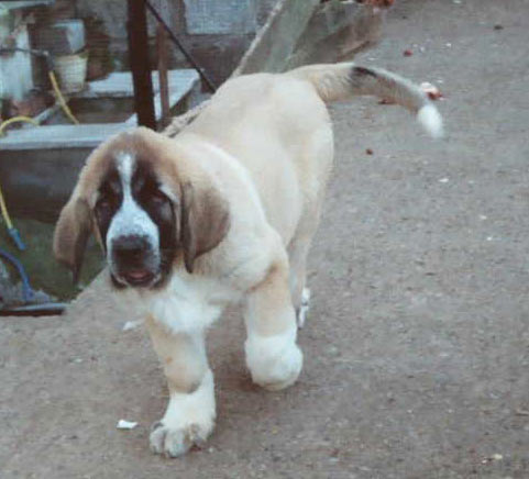 Hilario de la Valleja
(Raphael de la Valleja x Dan de las Cañadas)
 

Keywords: puppyspain puppy cachorro