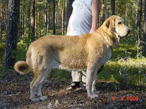 HISPANA TORNADO ERBEN - Estonian Junior Winner 2006, Best Junior of Breed, Estonian Winner 2006, BOB - 19.08.2006, International Show,  Estonian Winner 2006
young class - female
HISPANA TORNADO ERBEN - Estonian Junior Winner 2006, Best Junior of Breed,
Estonian Winner 2006, BOB
(Druso de la Aljabara x Ch. Cassandra Tornado Erben)

Keywords: 2006 tornado