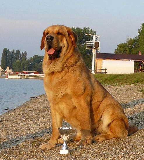 Historia Tornado Erben: Exc. 1, CAC, BOB - Intermediate Class Females, National show Senec 01.06.2007
Druso de la Aljabara x Cassandra Tornádo Erben
Born: 11.08.2005  


Keywords: 2007 confundo