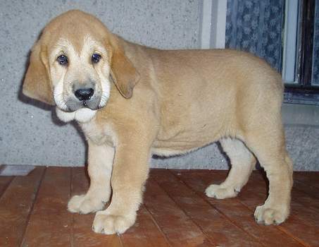 Historia Tornado Erben - 9 weeks
Druso de la Aljabara x Ch. Cassandra Tornado Erben  

Keywords: tornado puppy cachorro