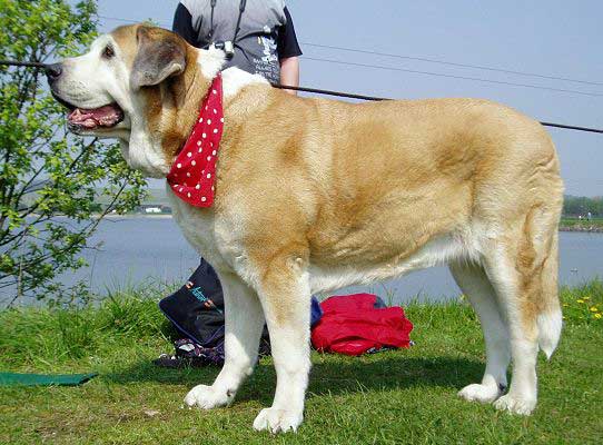 Adorno Ha-La-Mü - Veteran Class: Exc.1, CAC - Club Show of KMDPP Hlucin, Czech Rep. - 06.05.2006
(Leon IV de Monte Jaena x Alba pasecky kout)

Keywords: 2006 veteran veterano