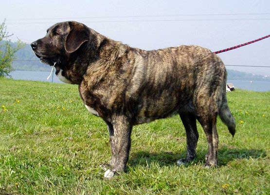 Graci Mastibe - Open Class Females: Exc.1, CAC, Club Winner, BOB - Club Show of KMDPP Hlucin, Czech Rep. - 06.05.2006
Keywords: 2006 mastes