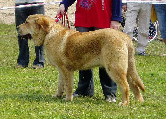 Heidy Tornado Erben - Puppy Class Females: Promising - Club Show of KMDPP Hlucin, Czech Rep. - 06.05.2006
Keywords: 2006 tornado cachorro