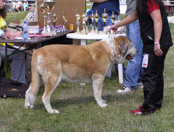 Adorno Ha-La-Mü: Exc.1, Best Veteran - Veteran Class Females, Club Show KMDPP, Hlucin 09.05.2009
Keywords: 2009 veteran veterano