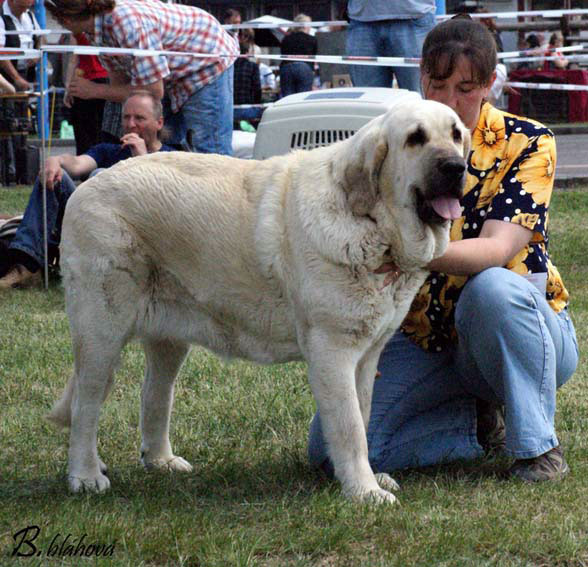 Lois Tornado Erben: Exc.1, CAC - Champion Class Females, Club Show KMDPP, Hlucin 09.05.2009
Palavras chave: 2009 tornado