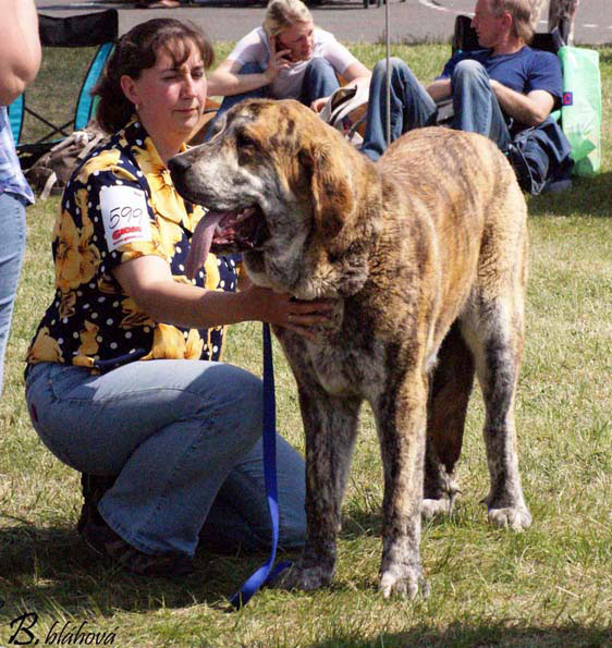 Quanto Tornado Erben: Exc.1, CAJC, Club Young Winner - Young Class Males, Club Show KMDPP, Hlucin 09.05.2009
Keywords: 2009 tornado