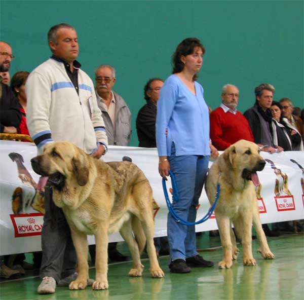 Homero de Valle del Pisueña, Exc. 5 - Fenix Tornado Erben, VG - Young Class Males - XXV Monográfica AEPME 30.10.2005
Homero: (Campero de Laciana x Edna) - Born: 02.04.2004 - Breeder & owner: Gema Mª Rodríguez Pacheco
Fenix: (Druso de la Aljabara x Cica Ha-La-Mü) - Born: 30.01.2005 - Breeder: Lenka Erbenova, owner: Tomás Kress  

Keywords: 2005