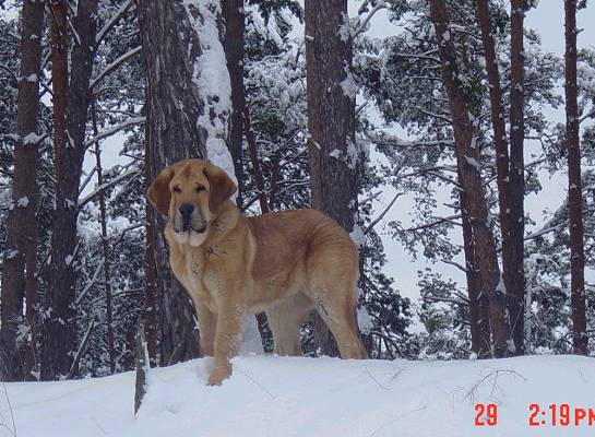 Hooligan Tornado Erben
Keywords: tornado snow nieve