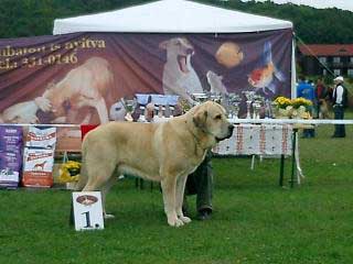 SULTAN - Exc. 1, CAC, BOB, Club Winner 2005 - Columella Molosser Club in Budapest, Hungary - 01.10.2005
(Ordoño x Princes de Vega de Albares) 
Breeder: Angel Sainz 
Owner: Hana Schmidtova 

Keywords: 2005 sokolu