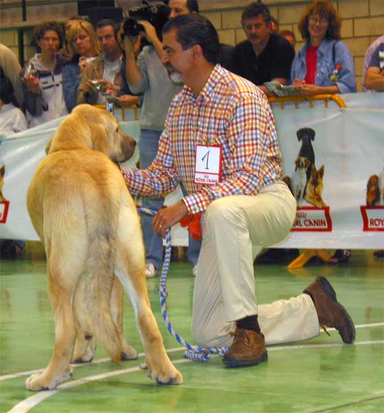 Iker, Promising 4 - Puppy Class Males - XXV Monográfica AEPME 30.10.2005
(Ch. Cañon de Fuente Mimbre x Seda de Cueto Negro) 
Born: 01.04.2005
Breeder: Ramón Sampedro
Owner: Francisco Díaz Cueva  

Keywords: 2005 puppyspain puppy cachorro