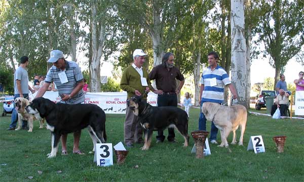 3. Sella, 1. Serrana II, 2. Braña de Galisancho - Intermediate Class Females - AEPME Monográfica, Valencia de Don Juan, León, 18.09.2004
Sella: (Chavo de Babia x Trufa de Fuentemimbre) Breeder: Ramón Uzeta, owner: David Gonzalez
Serrana II: (Ulises de Babia x Serrana I) Breeder & owner: Moises Osle
Braña de Galisancho: (Ch. Ulises de Ablanera x Musa de Galisancho) Breeder & owner: Pedro García  

Keywords: 2004