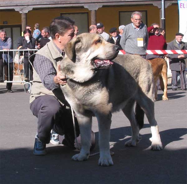 Campanero de Campollano - Intermediate Class Males - Mansilla de las Mulas, Leon, 07.11. 2004
(Tizón de Fuente Mimbre x Salsa de Campollano) 
Breeder: José Luis Moncada
Owner: José A. Estévez 

 

Keywords: 2004