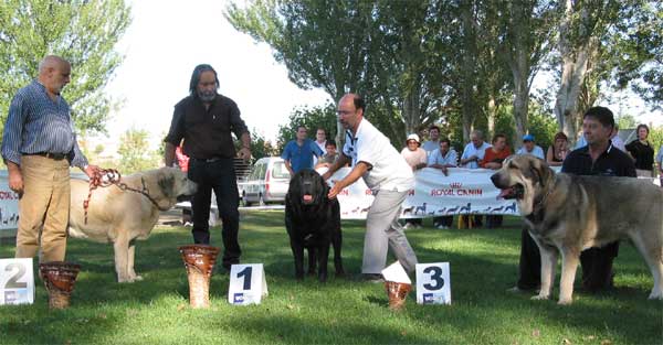 2º Llanero de Ablanera, 1º Carbonero de Fuentemimbre, 3º Campanero de Campollano - Intermediate Class Males - AEPME Monográfica, Valencia de Don Juan, León, 18.09.2004
Llanero de Ablanera: (Ch. Cañon de Fuentemimbre x Nena de Ablanera ( Breeder & owner: Angel Fernández

Carbonero de Fuente Mimbre: (Ch. Nalón de Ablanera x Gorga de Fuente Mimbre) 
Breeder & owner: Francisco Torrijos 

Campanero de Campollano: (Tizón de Fuente Mimbre x Salsa de Campollano) 
Breeder: José Luis Moncada, owner: José A. Estévez  

Keywords: 2004