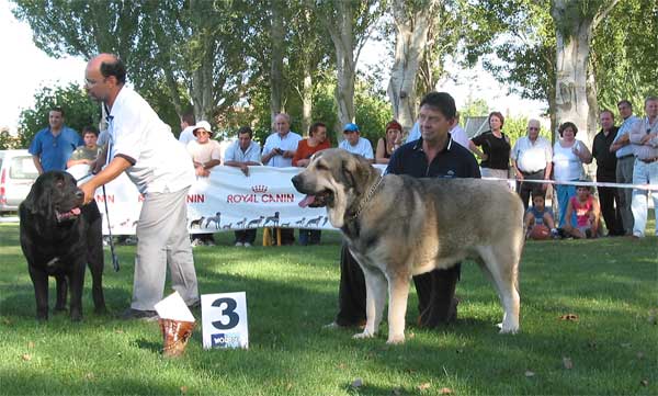 1º Carbonero de Fuentemimbre, 3º Campanero de Campollano - Intermediate Class Males - AEPME Monográfica, Valencia de Don Juan, León, 18.09.2004
Carbonero de Fuentemimbre: (Ch. Nalón de Ablanera x Gorga de Fuentemimbre) 
Breeder & owner: Francisco Torrijos 

Campanero de Campollano: (Tizón de Fuente Mimbre x Salsa de Campollano) 
Breeder: José Luis Moncada, owner: José A. Estévez  

Keywords: 2004