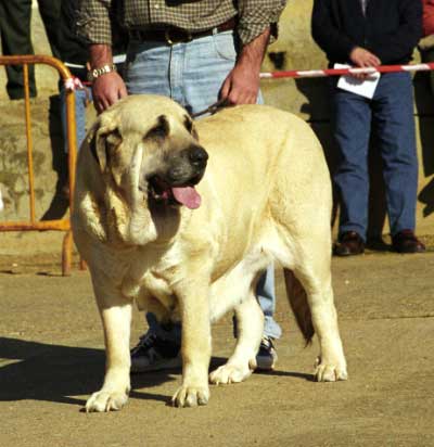 Ch Iris de Valdejera - Mansilla de las Mulas, León, 08.11.1999
(Ch. Chon de Valdejera x Navacerrada) 
Breeder & owner: Eduardo Sierra. 


 

Keywords: 1999 valdejera