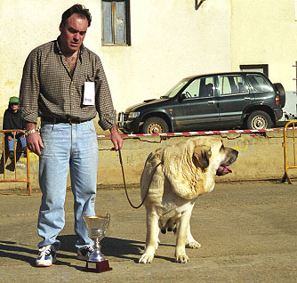 Ch Iris de Valdejera - Mansilla de las Mulas, León, 08.11.1999
(Ch. Chon de Valdejera x Navacerrada) 
Breeder & owner: Eduardo Sierra. 


 

Keywords: 1999 valdejera