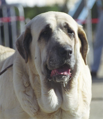 Ch Iris de Valdejera
Mansilla de las Mulas 1999
Photo: Sally Nielsen - © Copyright  

Keywords: mulas99 head portrait cabeza