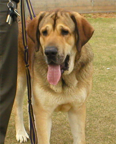 Mastín Español from Israel 14 months old - Picture from a Dog Show 21th of February 2004 near Tel Aviv.
. 
Keywords: 2004