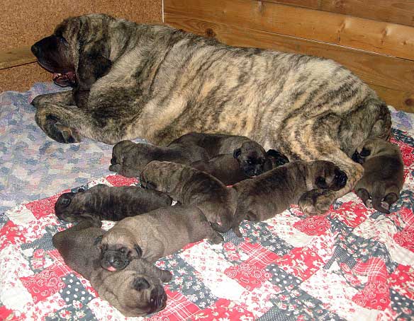 Goya Mastibe - with her puppies born 20.12.2007
ICh. Basil Mastifland x Goya Mastibe
20.12.2007 

Keywords: puppyczech puppy cachorro