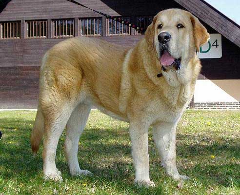 Jorgito Tornado Erben, Exc.1, Young winner, Best Junior, BOB - International Dog Show Opole, Poland 29.4.2007
(Druso de la Aljabara x Ch. Cassandra Tornado Erben)
Born: 26.06.2006 
Keywords: 2007 tornado