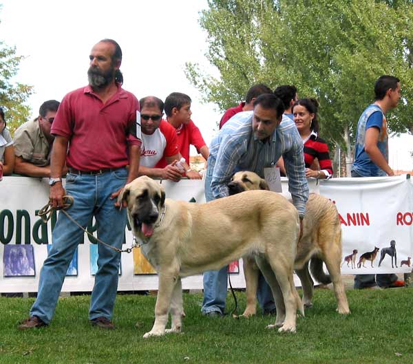 Malaga de Orzowei - Young Class Females - AEPME Monográfica, Valencia de Don Juan, León, 18.09.2004
(Elfo Dancá Cotufa x Guachi Dancá Cotufa) 
Breeder & owner: Carlos Salas Pardo  

Keywords: 2004 orzowei