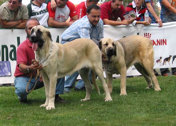 Malaga de Orzowei - Young Class Females - AEPME Monográfica, Valencia de Don Juan, León, 18.09.2004
(Elfo Dancá Cotufa x Guachi Dancá Cotufa) 
Breeder & owner: Carlos Salas Pardo  

Keywords: 2004 orzowei