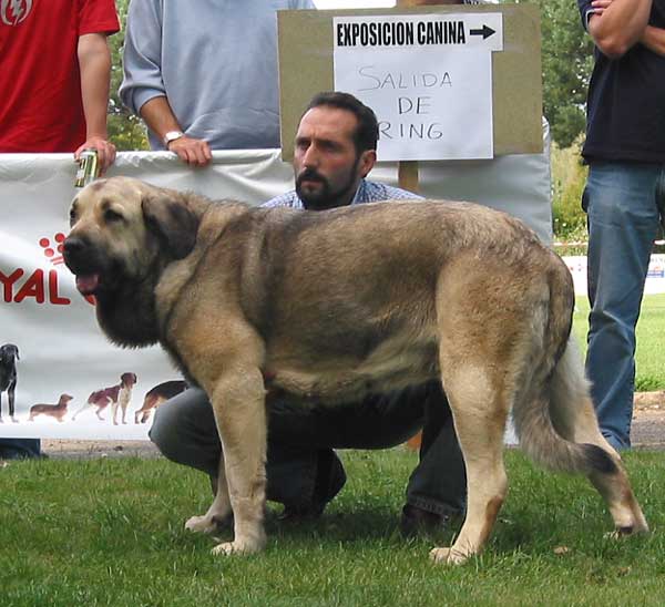 Tizona de Buxionte - Young Class Females - AEPME Monográfica, Valencia de Don Juan, León, 18.09.2004
(Campero de Laciana x Granda de los Zumbos) 
Breeder & owner: Basilio Gago  

Keywords: 2004 buxionte