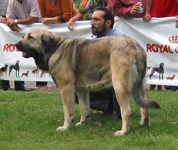 Tizona de Buxionte - Young Class Females - AEPME Monográfica, Valencia de Don Juan, León, 18.09.2004
(Campero de Laciana x Granda de los Zumbos) 
Born: 10.06.2003
Breeder & owner: Basilio Gago  

Keywords: 2004 buxionte