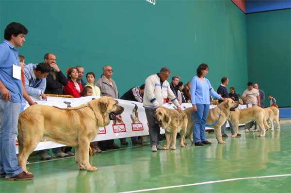 Seo de Torreanaz Exc. 1 Best Young & BIS 3 - Homero de Valle del Pisueña Exc. 5 - Fenix Tornado Erben VG - Young Class Males - XXV Monográfica AEPME 30.10.2005
Seo: (Llanero de Ablanera x Tina de Babia) - Born: 01.07.2004 - Breeder & owner: Alfonso Piris López-Dóriga
Homero: (Campero de Laciana x Edna) - Born: 02.04.2004 - Breeder & owner: Gema Mª Rodríguez Pacheco
Fenix: (Druso de la Aljabara x Cica Ha-La-Mü) - Born: 30.01.2005 - Breeder: Lenka Erbenova, owner: Tomás Kress  

Keywords: 2005