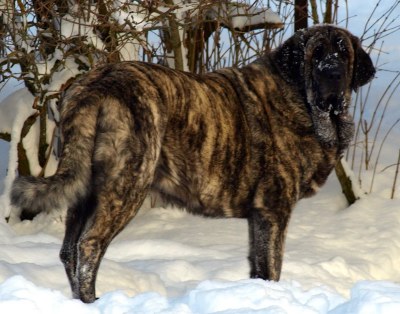 Julia Mastibe - mother of puppies born 17.10.2011


Keywords: zarmon snow nieve