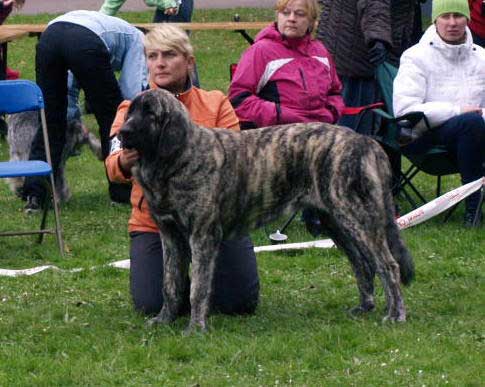 Julia Mastibe in puppy class: very promising 1, Promotion Prize, BOB Puppy - Group Show for FCI Groups 2 and 8 in Tallinn, Estonia 14.09.2008
(Basil Mastifland x Goya Mastibe)
Born: 20.12.2007

Keywords: 2008 zarmon