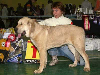 JULY TORNADO ERBEN - Very Promising 1, Best Baby, BEST in SHOW BABY - Show "Cynologist" - Moscow, Russia - 26.11.2006
Keywords: 2006 tornado