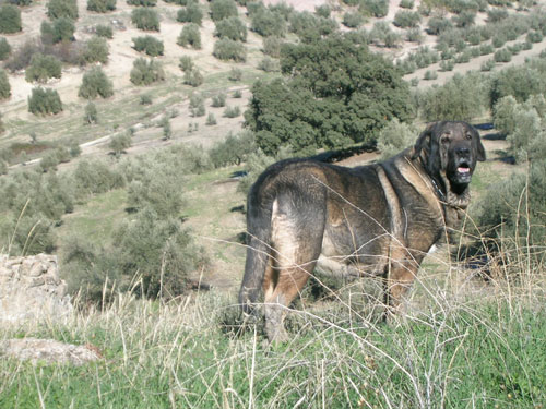 Karima among the olive trees - November 2005
(Ibero del Coto de Vera x Carbonera del Coto de Vera)
Born: 20.12.1999
 

