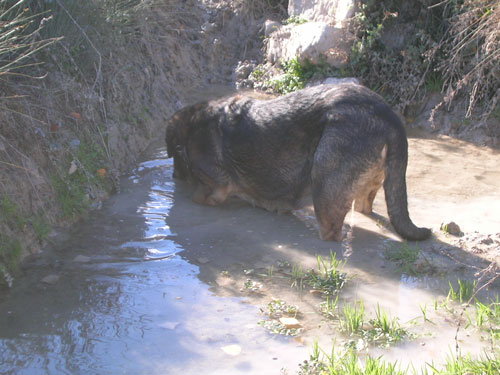 Karima - November 2005
(Ibero del Coto de Vera x Carbonera del Coto de Vera)
Born: 20.12.1999
 

Ključne reči: water