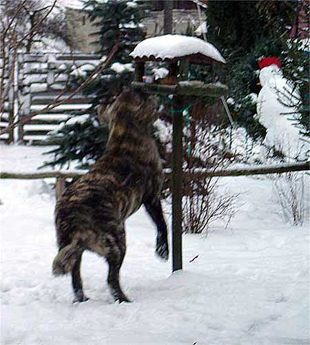 Franchesca Mastibe
Keywords: mastibe snow nieve