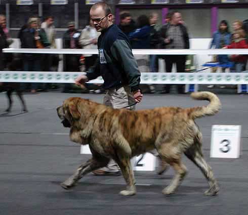 Cypress Hill Ludareva: Exc 1,CWC, Best male, CACIB, BOB - International Show, Katowice, Poland 17.03.2007
Keywords: 2007