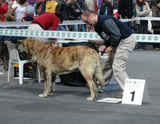 Cypress Hill Ludareva: Exc 1,CWC, Best male, CACIB, BOB - International Show, Katowice, Poland 17.03.2007
Enamorado Ernesto Mastibe x Franchesca Mastibe)
Born: 01.09.2005

Keywords: 2007