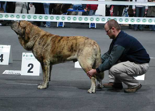 Cypress Hill Ludareva: Exc 1, CWC, Best male, CACIB, BOB - International Show, Katowice, Poland 17.03.2007
Keywords: 2007