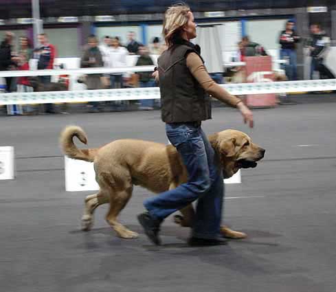 Gabon z Kraje sokolu: Exc 1, Winner of Class - International Show, Katowice, Poland 17.03.2007
Keywords: 2007 mastes