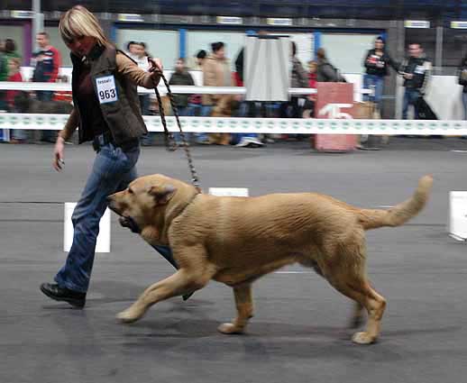 Gabon z Kraje sokolu: Exc 1, Winner of Class - International Show, Katowice, Poland 17.03.2007
Keywords: 2007 mastes