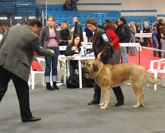 Rica Fre Su: Exc 1, CWC, Best female, CACIB - International Show, Katowice, Poland 17.03.2007
Anahtar kelimeler: 2007